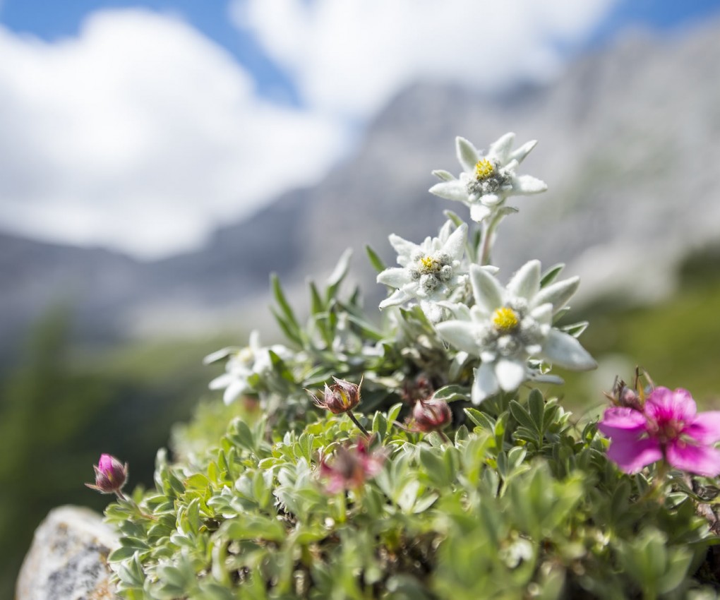 Blumenwiese im Almgebiet, Bergwelt in Salzburg