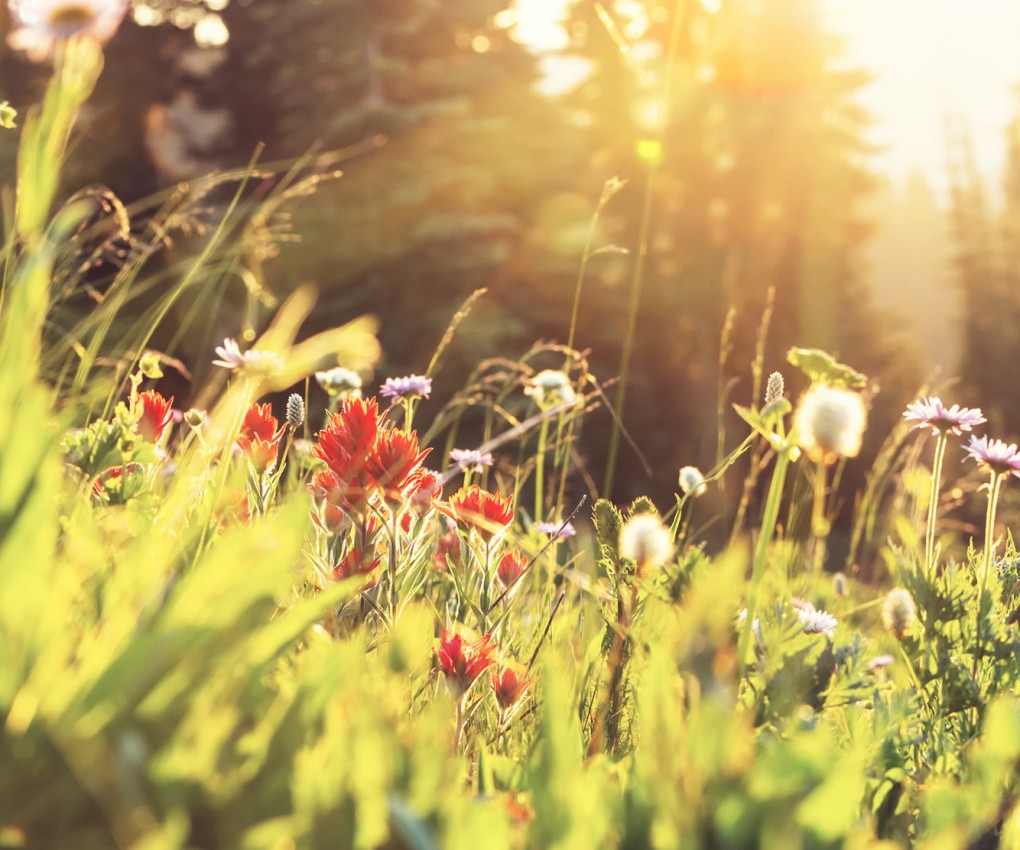 Blumenwiese im Sommer