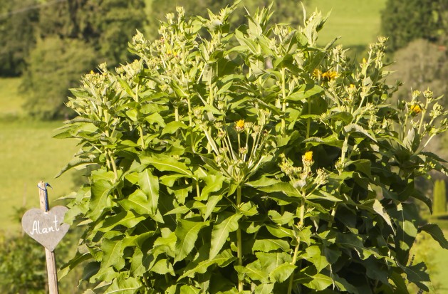 Alant im Kräutergarten